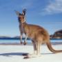 Australien.3