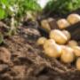 AGRO Treuhand Aargau AG
Treuhand für Landwirtschaft und Gewerbe