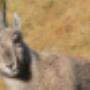 Beatenberg Tourismus Info - Wildtierbeobachtung