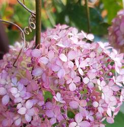 Histoire de Fleurs