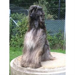 Hundeferienheim Kyburz AG