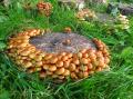 Nameko (Pholiota nameko)