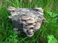Austernseitling (Pleurotus ostreatus)