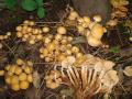 Stockschwämmchen (Kuehneromyces mutabilis)