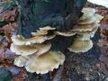 Lungenseitling (Pleurotus pulmonarius)