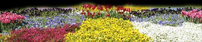 blumen