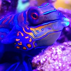 Aquarium & Teich AG