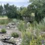 Ruderalfläche im Sommer