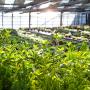 Production horticole