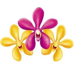 Royal Orchid Holidays