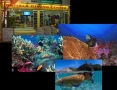 Phuket Tauchen: Merlin Divers, Kamala - Thailand
