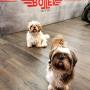 2-Rad-Center Boller
Motorrad
Forch
Motorradwerkstatt
Security
Hunde
Dogs
Shih Tzu
Zürich
Zürichoberland
Zürich Oberland