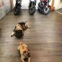 2-Rad-Center Boller
Motorrad
Forch
Motorradwerkstatt
Security
Hunde
Dogs
Royal Enfield
Honda
Hondacenter
Zürich
Zürichoberland
Zürich Oberland