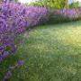 Rasenpflege Gartenpflege