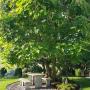 Rasen Pflanzen Gartenbau Winterthur