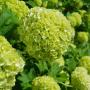 Winterthur Baumpflege Rasenpflege