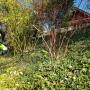 Rasen Pflanzen Pflege Winterthur