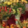 Gärtnerei Blaser Blumen
