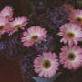 Schnittblumen