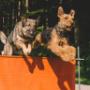 Happyparadise Hundesalon