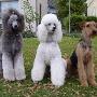 Happyparadise Hundesalon