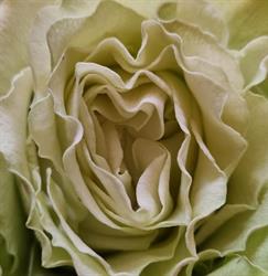 BLUMEN GALERIE