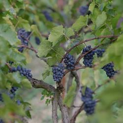 Domaine des Balisiers