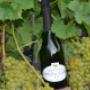 Domaine de l'Enfer, Roten Diego