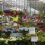 Blumenmarkt Dietrich