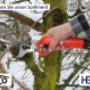 Akkuscheren Felco Felcotronic bei Hermann Baur AG