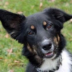 Hundepension Meissholz