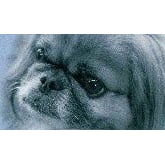 Nala's mobile Hundeschule