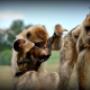 plättli-zoo