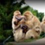 plättli-zoo