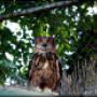plättli-zoo