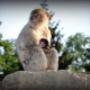 plättli-zoo
