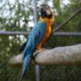 plättli-zoo