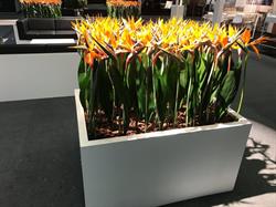 Weber Orchideen GmbH