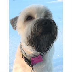 CABINET VETERINAIRE DE VILLEREUSE SA