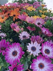 Ducret-Fleurs