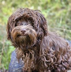 Hundeshop 4 Pfoten M. Landis
