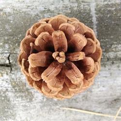 Pine Cone GmbH