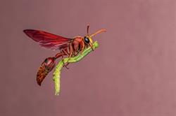 Naturhistorisches Museum Basel