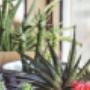 Stockage de plantes avec Schuwey Transports