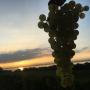 Le Clos de Céligny - Cépages