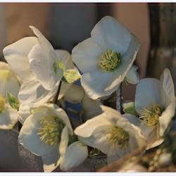 Blatt und Blüte