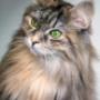 Chats - Cabinet vétérinaire des Deux communes - Dr. Doris Hugi