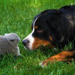 Kantonale Verwaltung Veterinäramt Basel-Stadt