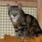 Katzenpension