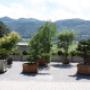 Schaugarten 4
